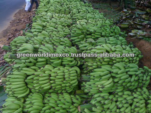 VIETNAMESE GREEN CAVENDISH BANANA WITH CHEAP PRICE