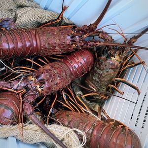 spiny lobster-spiny lobster manufacturers, suppliers and