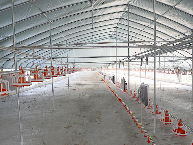 750w Poultry Farm Equipment 380v Chicken Drinking pan feeding system