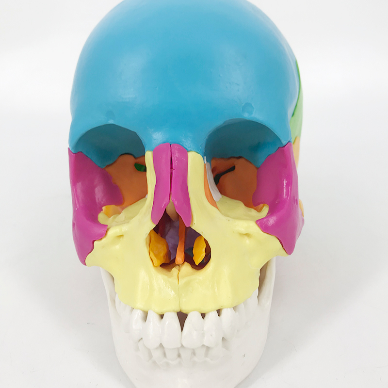 Цветной череп человека YA/L025A, модель 22
