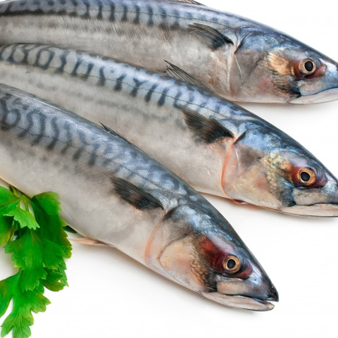 hot sale food,canned tomato paste,canned fish direct from cn