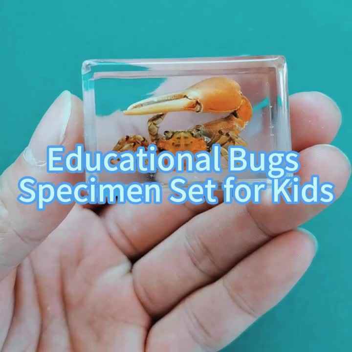 Resin Insects, Insect Specimens(butterfly, Dragonfly,Cricket, Chrysanthemum, Spider) Resin Preservation, Resin Amber for Children's Science Education, Collection (Persian chrysanthemum Resin Insects, Insect Specimens(butterfly, Dragonfly,Cricket, Chrysanthemum, Spider) Resin Preservation, Resin Amber for Children's Science Education, Collection (Persian chrysanthemum