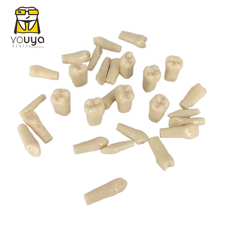 Диумная модель зубов 500, зубная тренировка и замена зубной модели