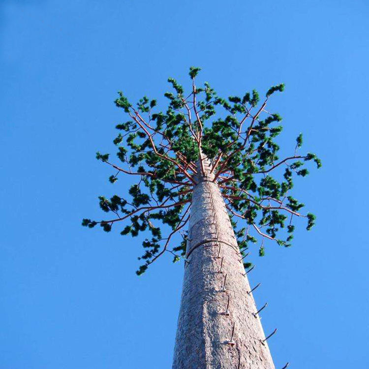 Секвойя дерево гигант. Жилой urban cactus. Жилой дом «tree house» в сингапуре. Многоэтажный деревянный дом. Tree tower в торонто.