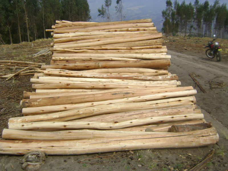 天然原料越南皂荚木木材大甩卖2019-2020