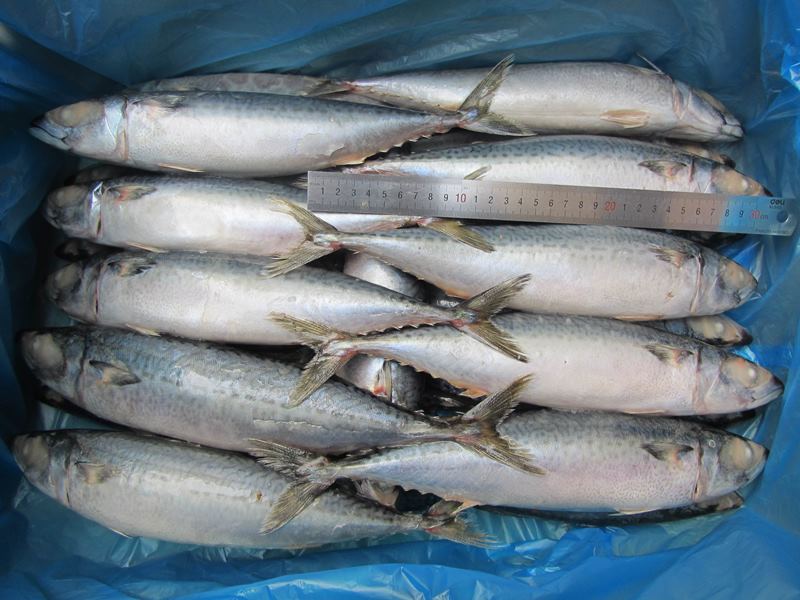 价格便宜的新鲜海鲜散装冷冻太平洋鲭鱼鱼200-300克300-500克批发