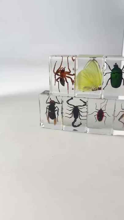 Escorpión En Resina - Especimen Educativo, Pisapapeles De Escritorio, Decoración Científica, Regalo Para Aficionados
