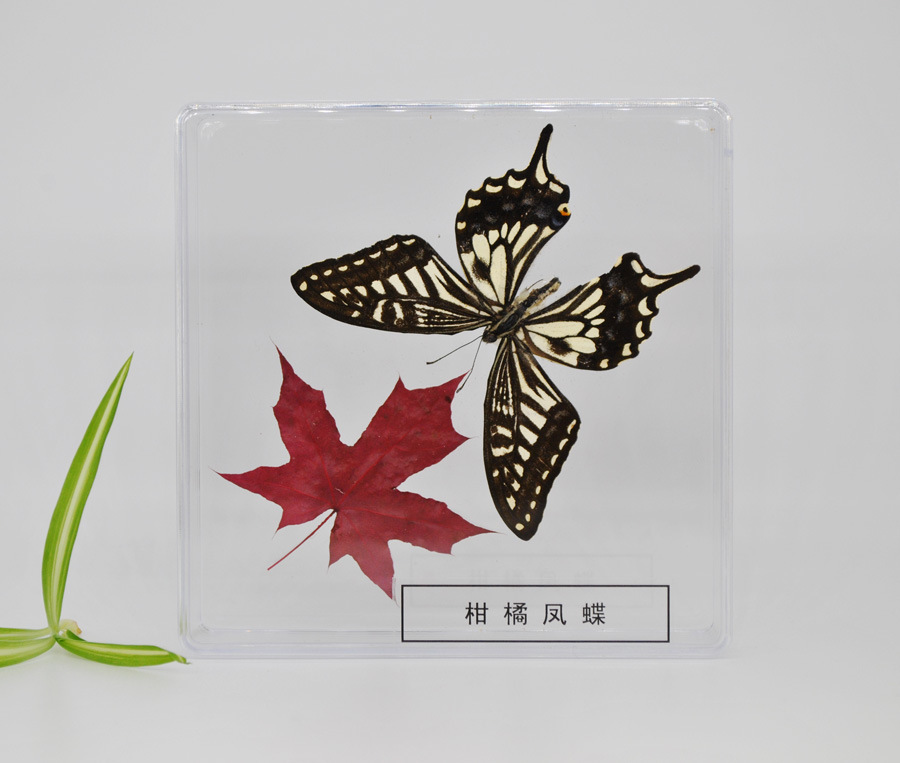 蝴蝶标本动物标本制作真干蝴蝶