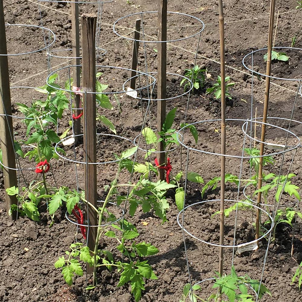 30英寸x18英寸金属锥形镀锌番茄笼植物支架