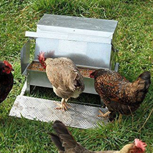 Poultry Feeders And Drinkers For Nigeria Chickens Poultry Feeders