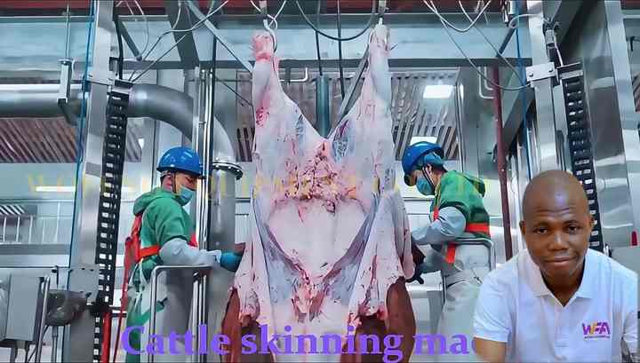 WFA Beef Abattoir Machine Cattle Slaughter Equipment Sheep ...