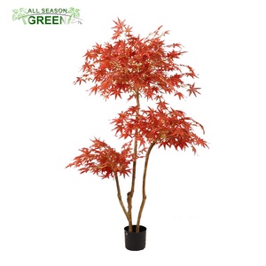 Japanese Red Maple Bonsai Japanese Red Maple Bonsai Suppliers And Manufacturers At Alibaba Com