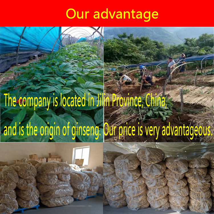 Free Samples Raw Panax Ginseng Red Ginseng Extract