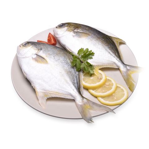 pomfret, pomfret direct from dongshan lexing seafoods co., ltd.