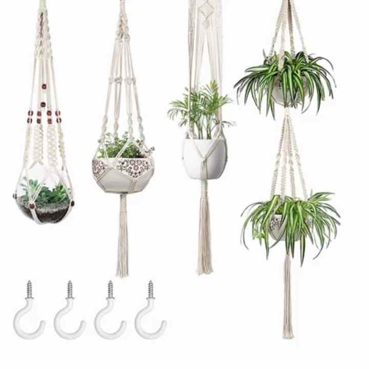 where to buy money tree plant Pachira aquatica 'Money Tree' – The Victorian Atlanta main image 0