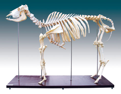 動物の骨格 約60cm 自然乾燥 医学教育のための鮮やかな本物の動物の骨雄牛/牛の骨格モデル