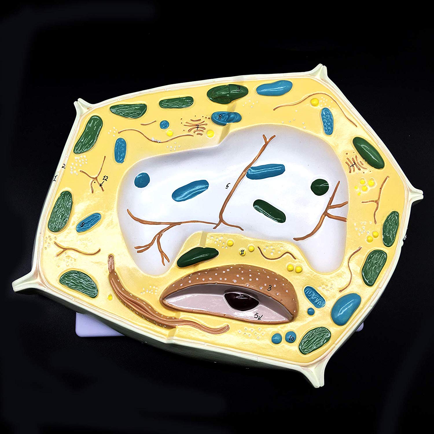 20000X Enlarged Plant Cell Model for Science Classroom Study