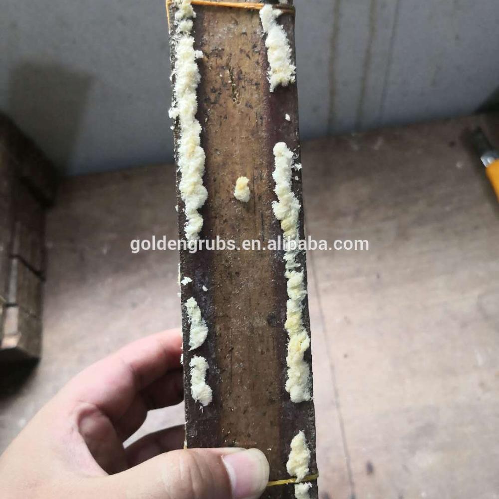 Высокое качество Черный солдат воспроизведение BSF яйца