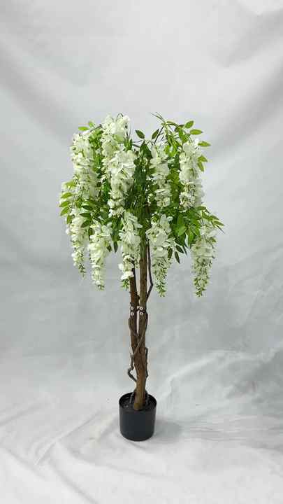 white japanese wisteria tree Wisteria floribunda - White Japanese Wisteria