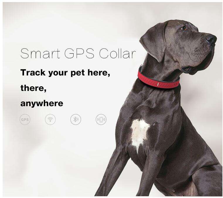 cheap dog tracker