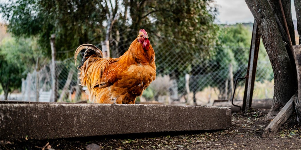 Large chicken standing on floor inside chicken run