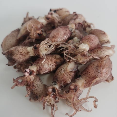 frozen seafood dried baby cuttlefish
