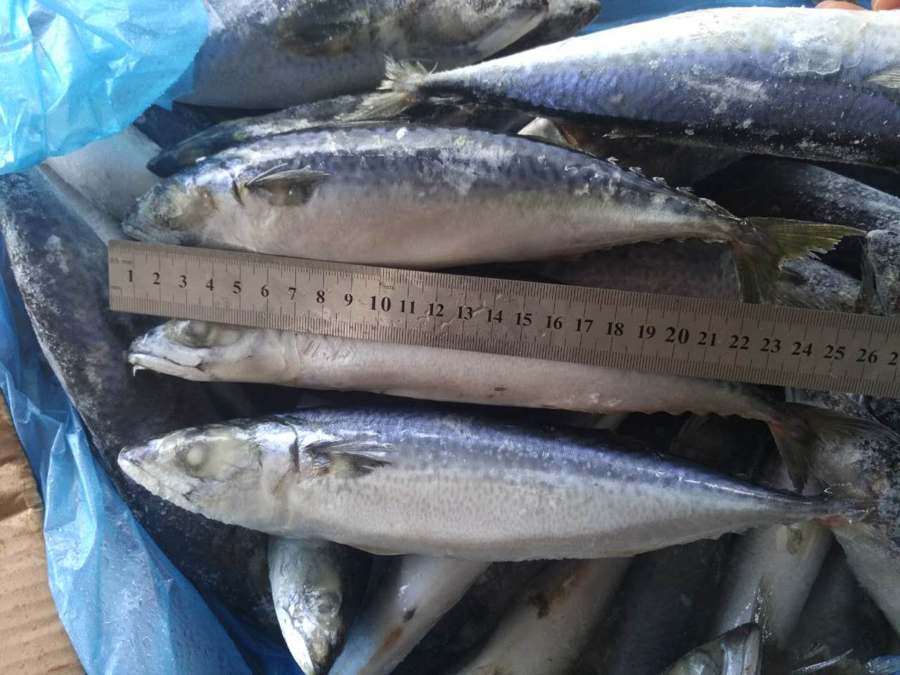 冷冻大鲭鱼出售市场高品质 - buy mackerel fish for market,high