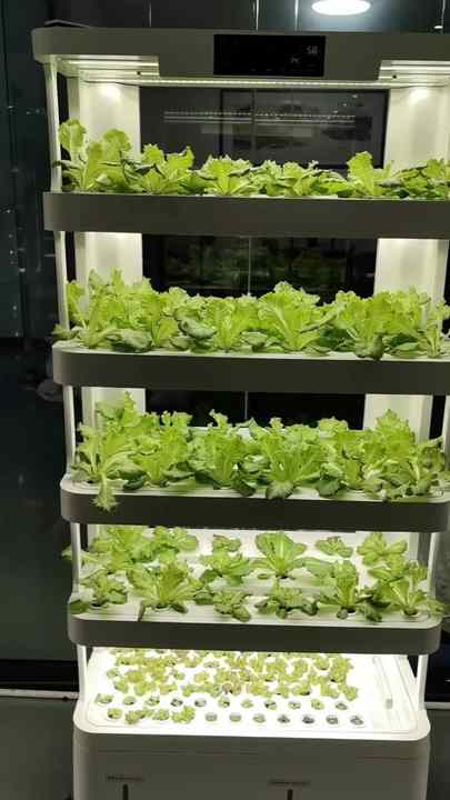 Intelligent Hydroponic System with Automated Temperature Control and ...