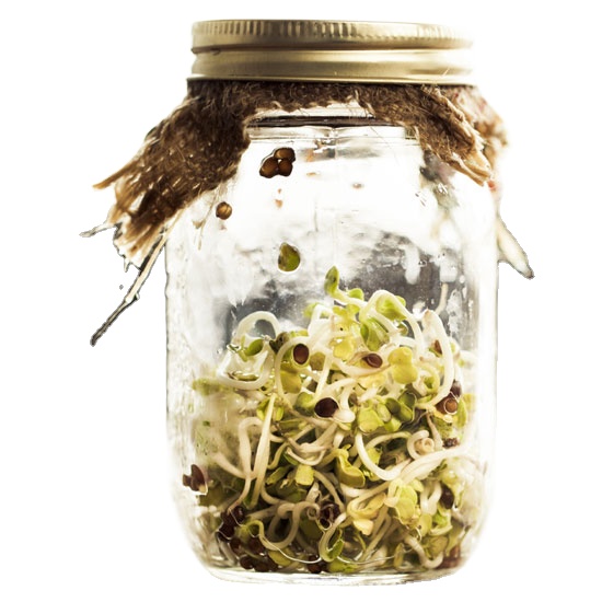 джейми оливер проращивает семена в банке. баночки для проращивания семян.