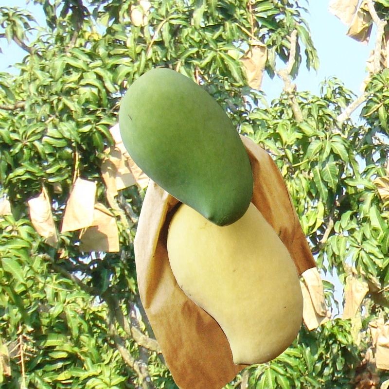 180*280mm 200*300mm Mango Protection Bag Agriculture For Fruit Cover