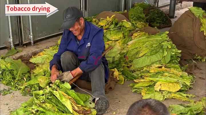 drying tobacco leaves in oven Modern Automatic Stainless Steel Precision Industrial Tobacco Drying  Machine with Energy Saving Hot Air Drying Oven
