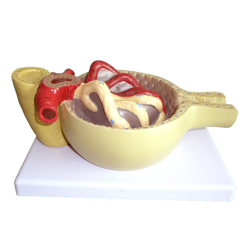 解剖人体器官肾小球模型