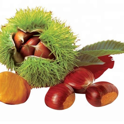 chestnut, chestnut direct from jining optimum fruits &