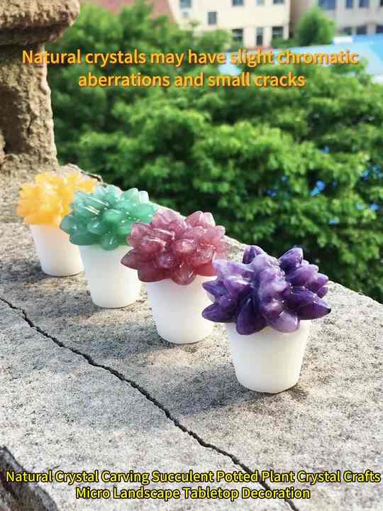 succulent root booster Biochar Booster