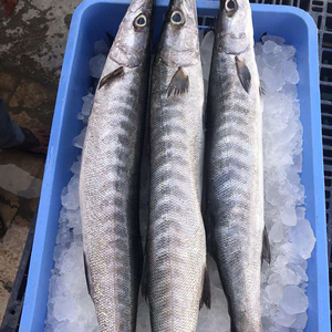 12+ Barracuda Fisch Essen Pictures