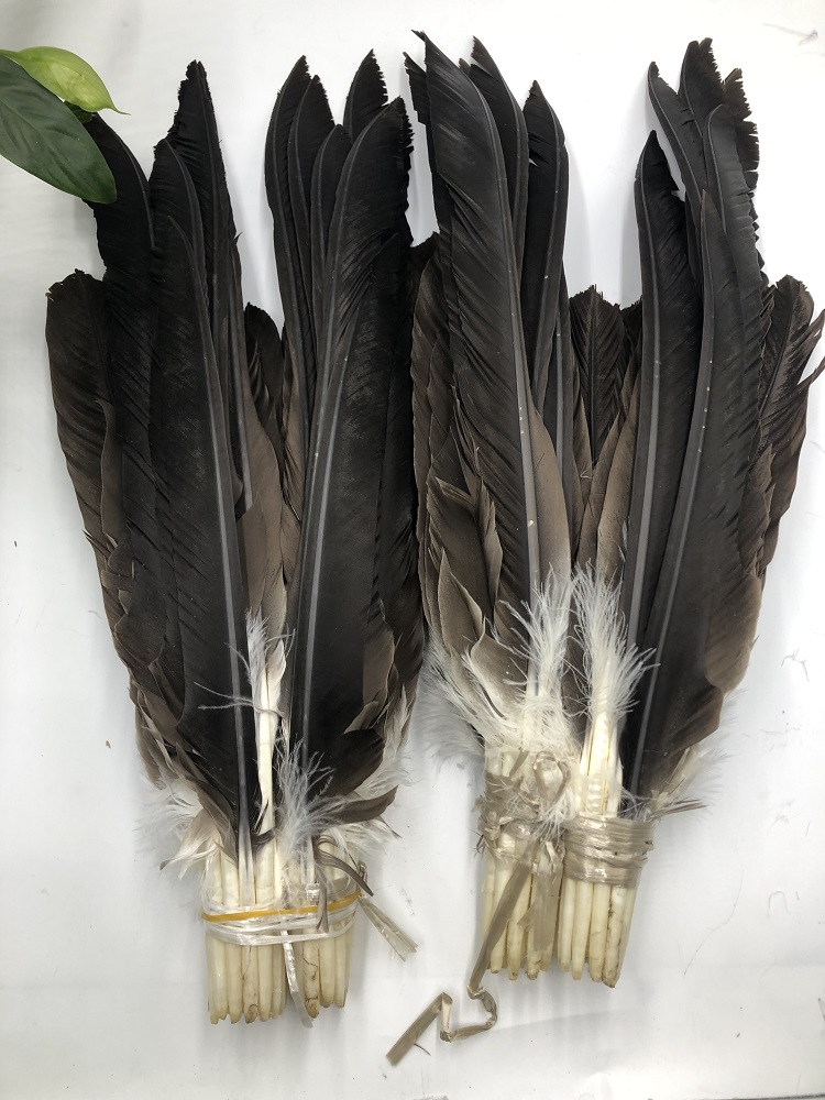 セール！ Feather and Brush：オーストラリア鳥類芸術300年 s-l1200.png