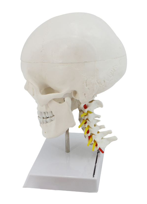 用于研究展示的人体科学婴儿头骨解剖医学模型