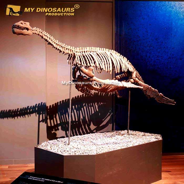 Z MY Dino SF60 プレシオサウルス骨格 小型恐竜化石| Alibaba.com