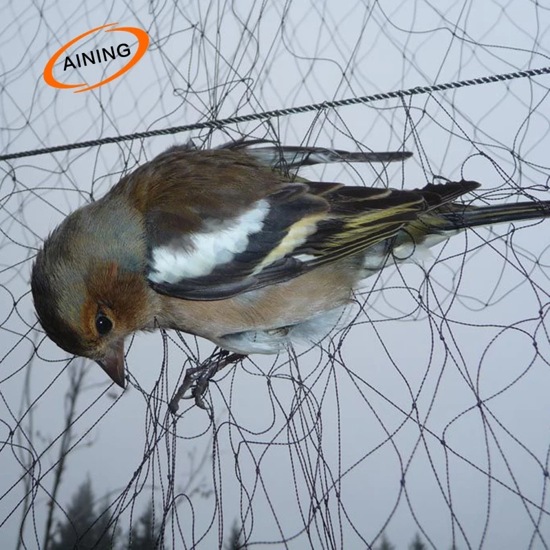 попалась птичка полностью