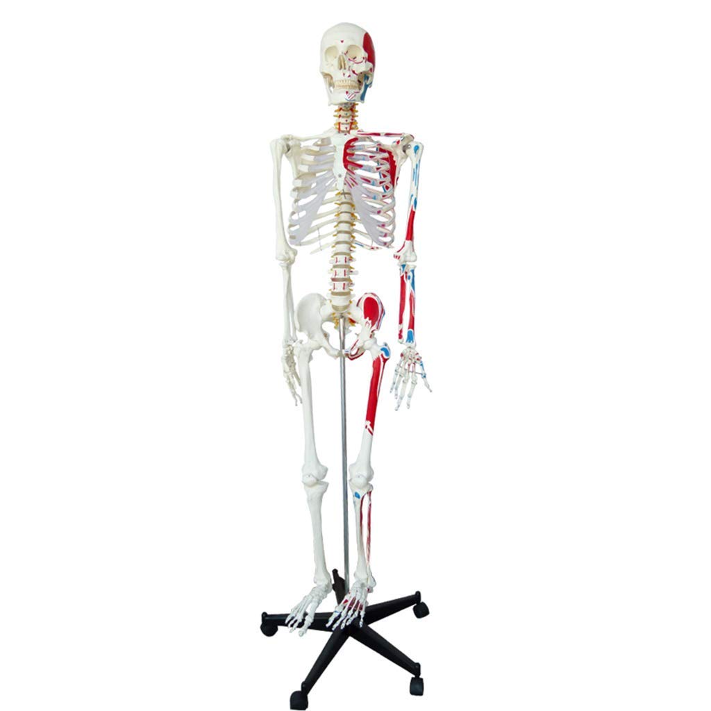 等身大170cm、人間の骨格モデル、解剖学的骨格ハーフマッスル