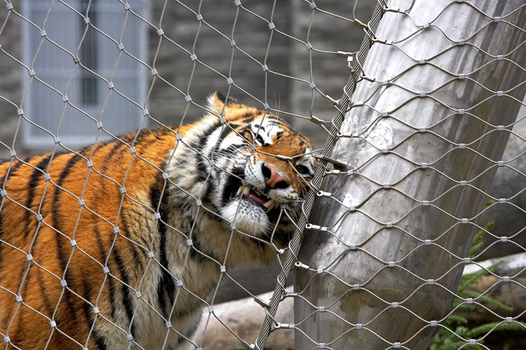Zoo Specific Ecological 7 X 7 Ss Rope Mesh Tiger Enclosure Hand Woven
