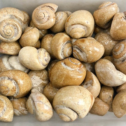 出售优质天然水晶矿物标本蜗牛化石