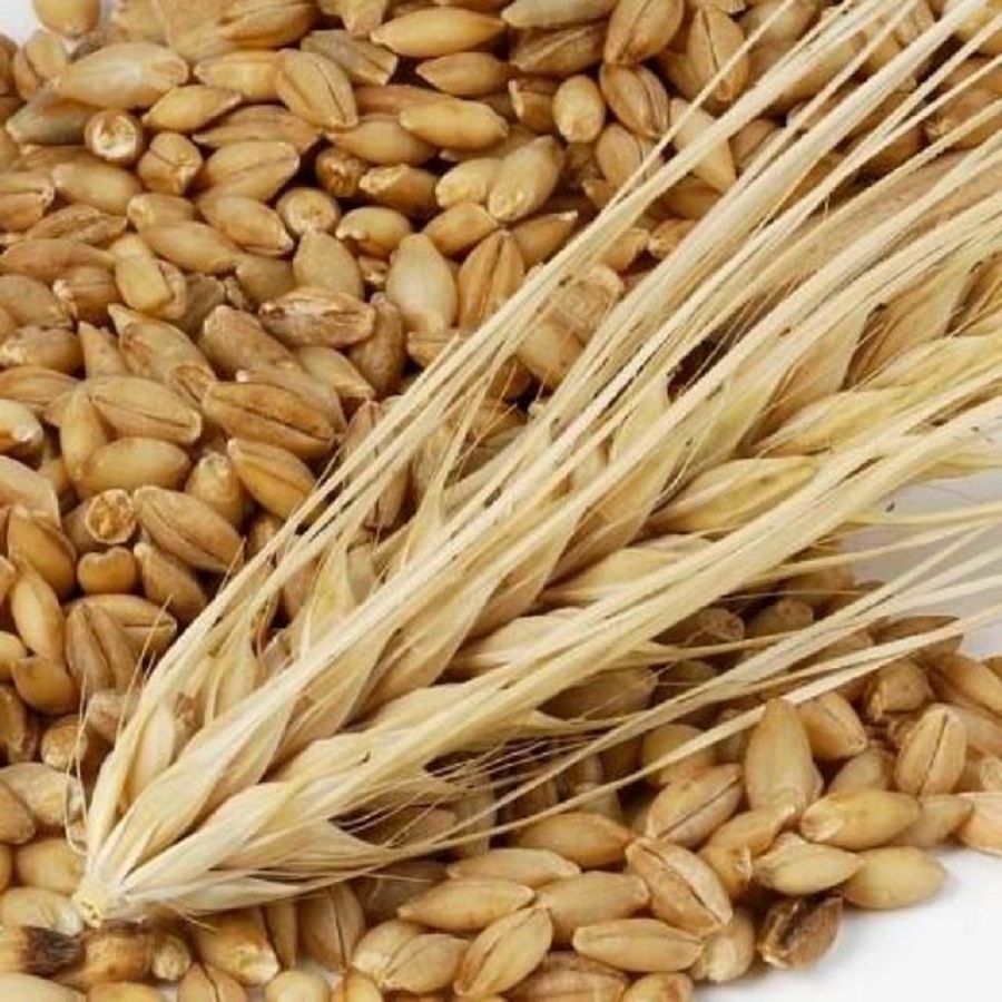 Ячмень в мешке 15 кг свежий Урожай нешлифованный Эко продукт для проращивания и