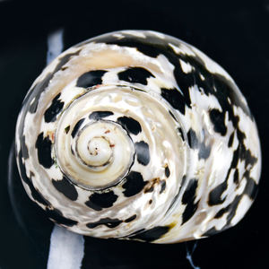 Rechercher Les Fabricants Des Escargot Coquilles Pour La Decoration Produits De Qualite Superieure Escargot Coquilles Pour La Decoration Sur Alibaba Com