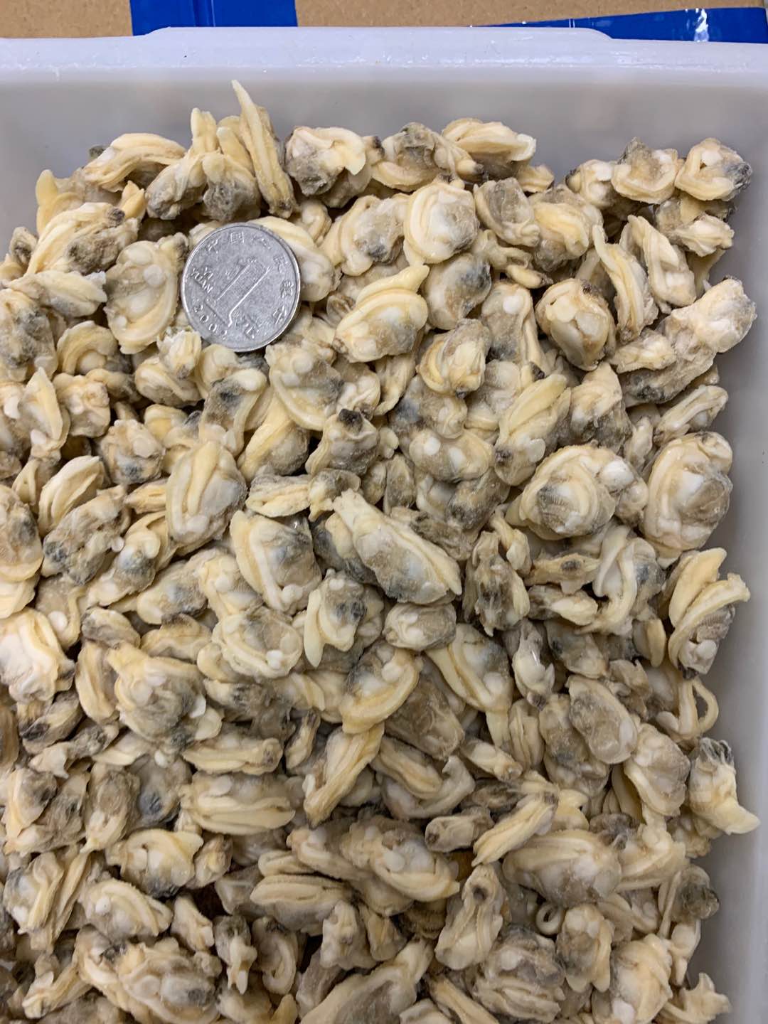市场价格低廉的优质冷冻蛤蜊肉 - buy baby clam,baby clam meat