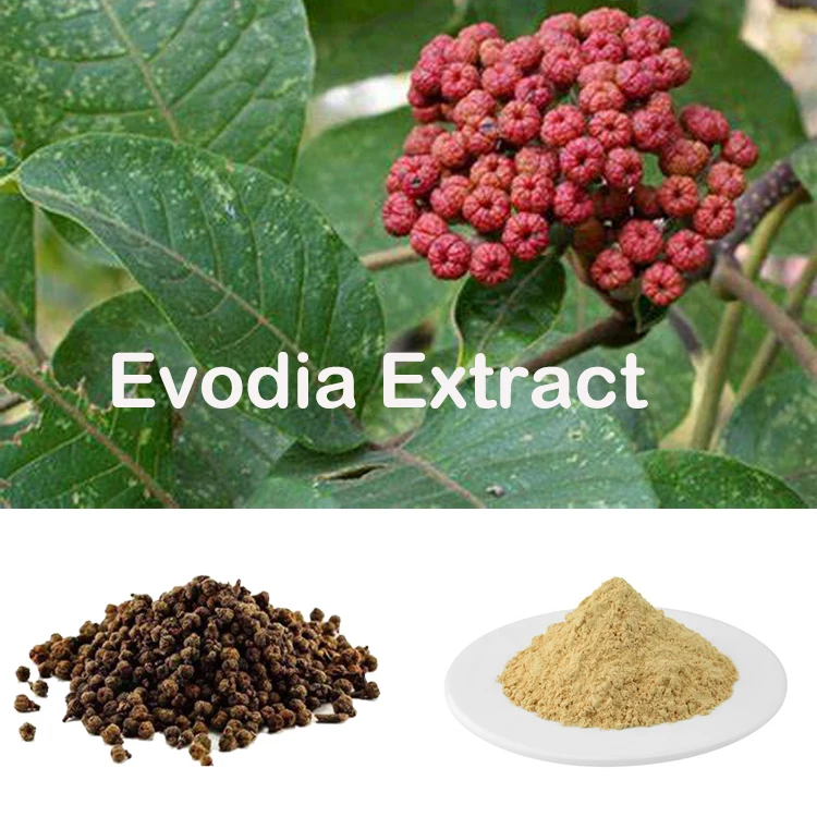 HONGDA Factory Supply CAS 518-17-2 Evodia Rutaecarpa Extract 98% Evodiamine