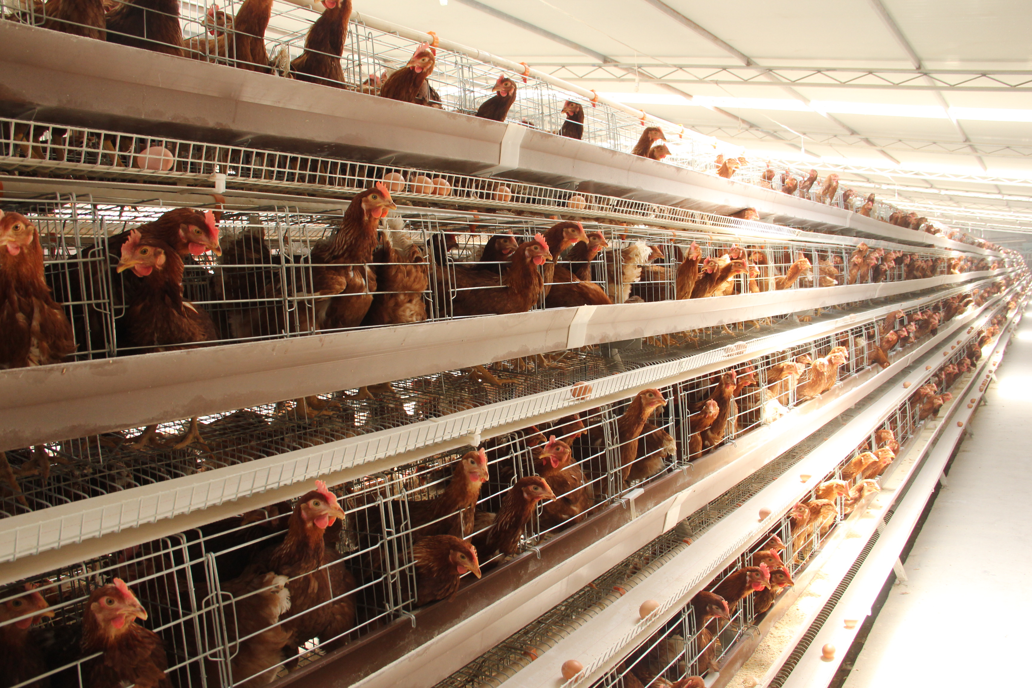 Read More About chicken coop cages for sale