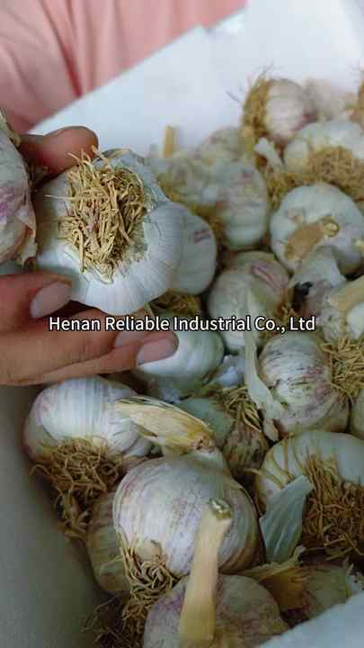 Automatic Garlic Cracker Separation Machinery by Henan Reliable