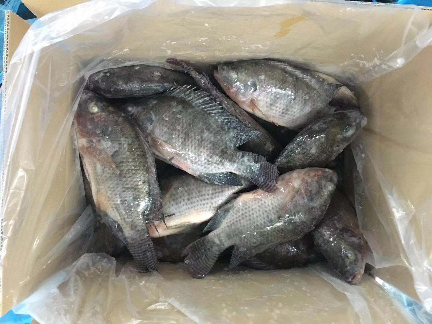 新赛季全轮冷冻黑罗非鱼