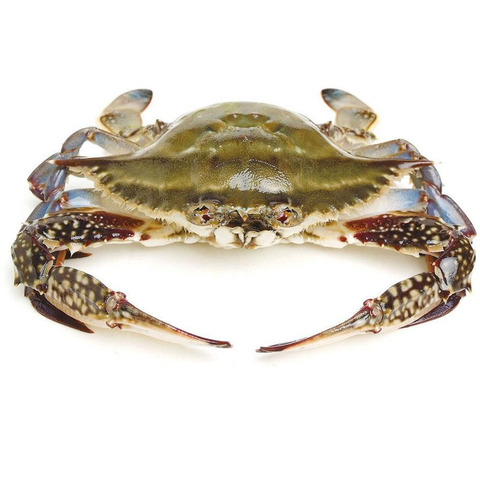 blue swimming crab, blue swimming crab direct from dandong huayi